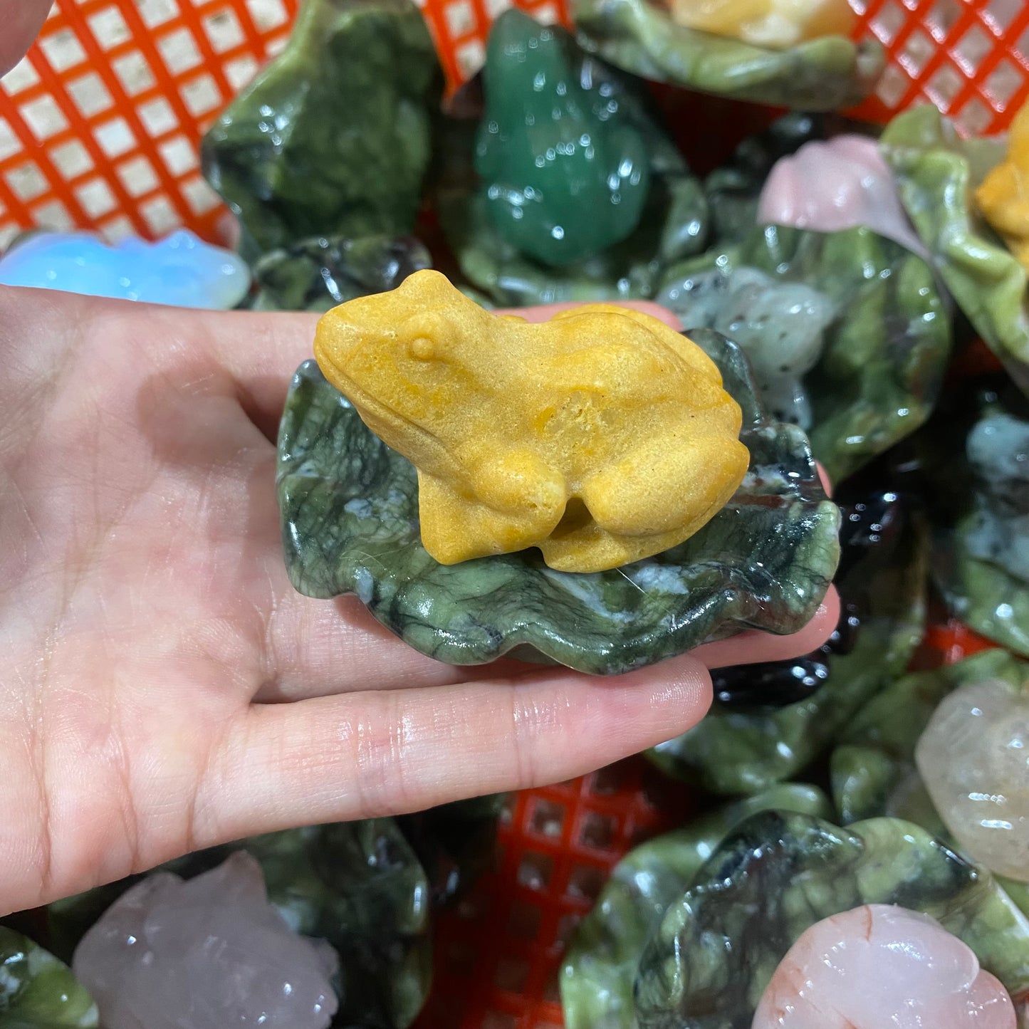 Lotus Leaf Frog