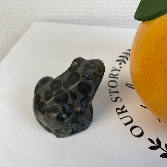 Dalmatian Frog