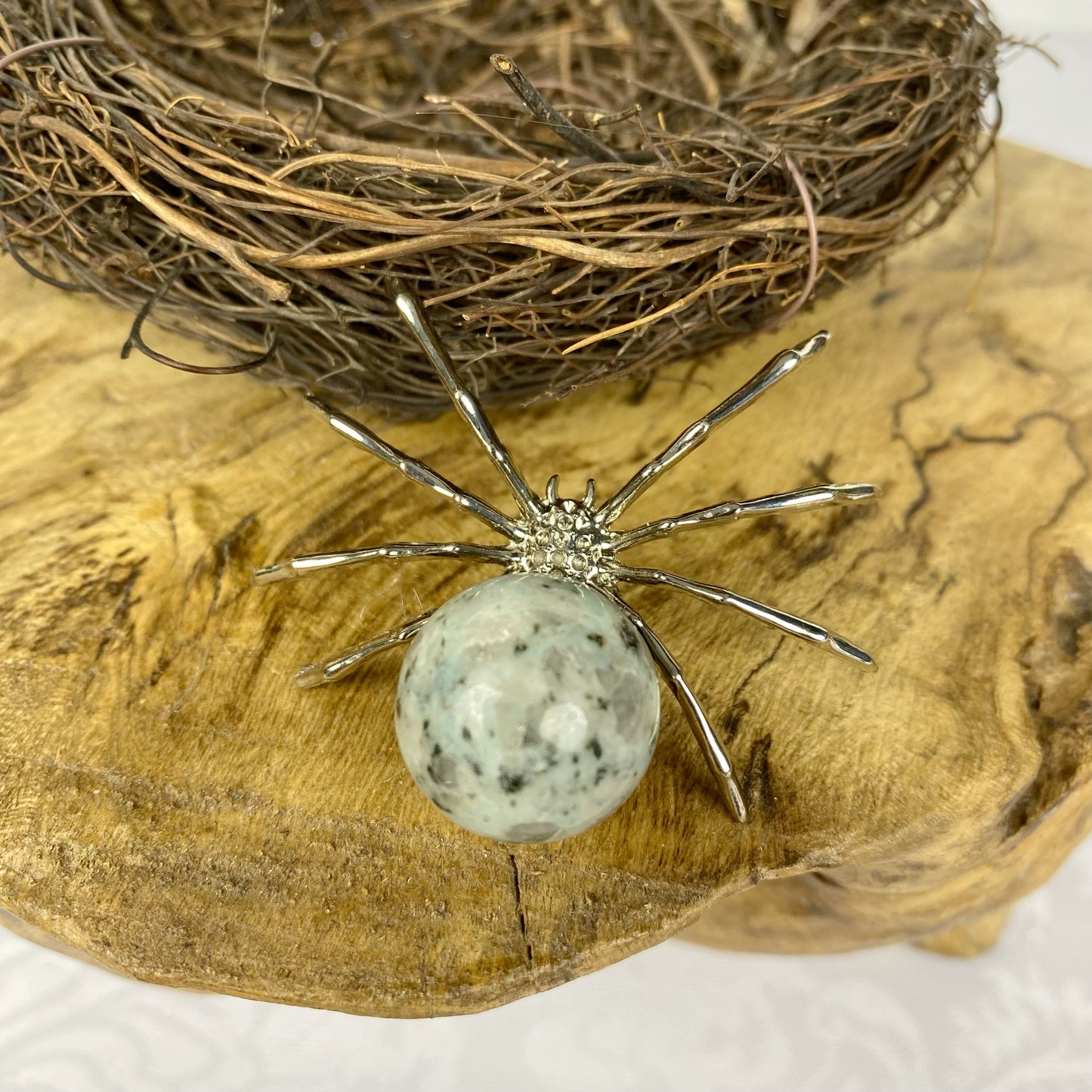 Kiwi_Jasper Spider