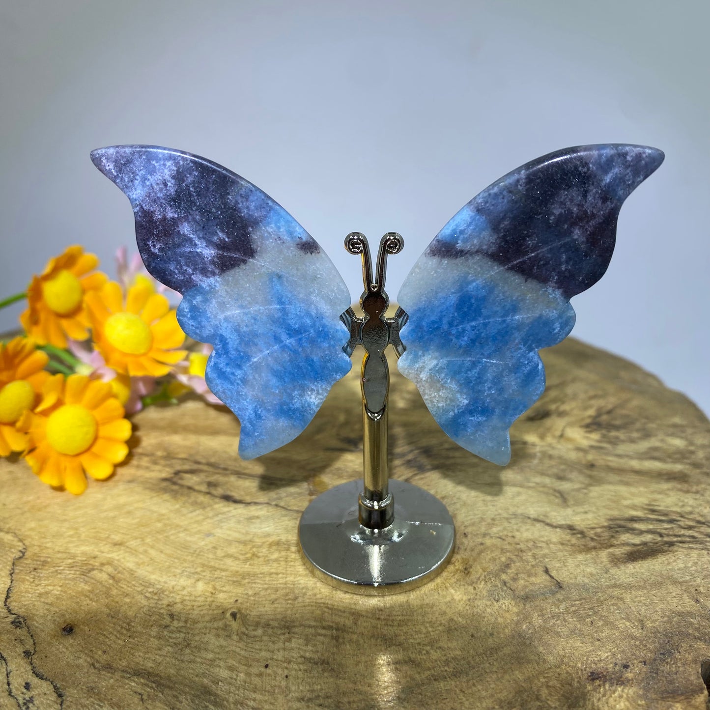Trolleite Butterfly