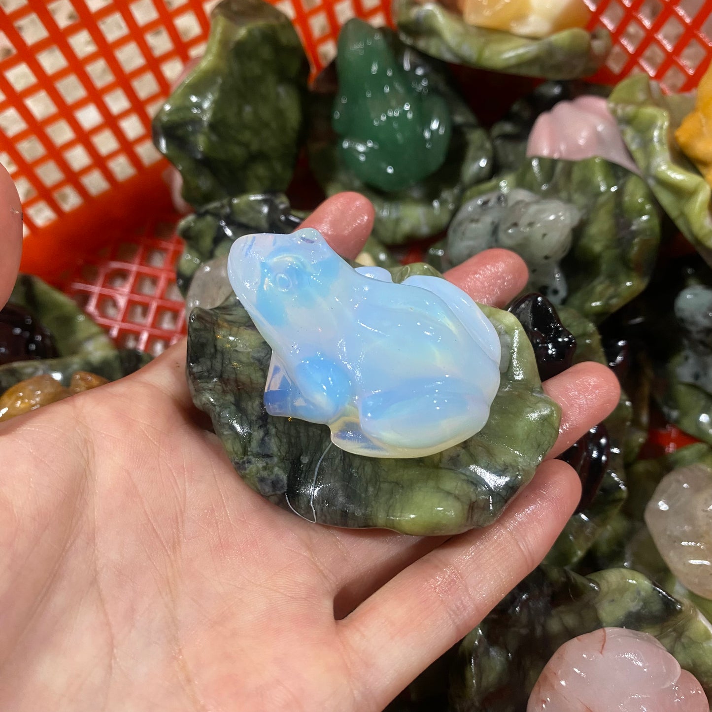 Lotus Leaf Frog